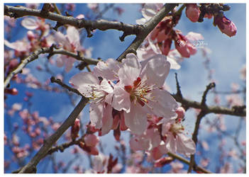 cherry blossoms