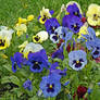 Pansies