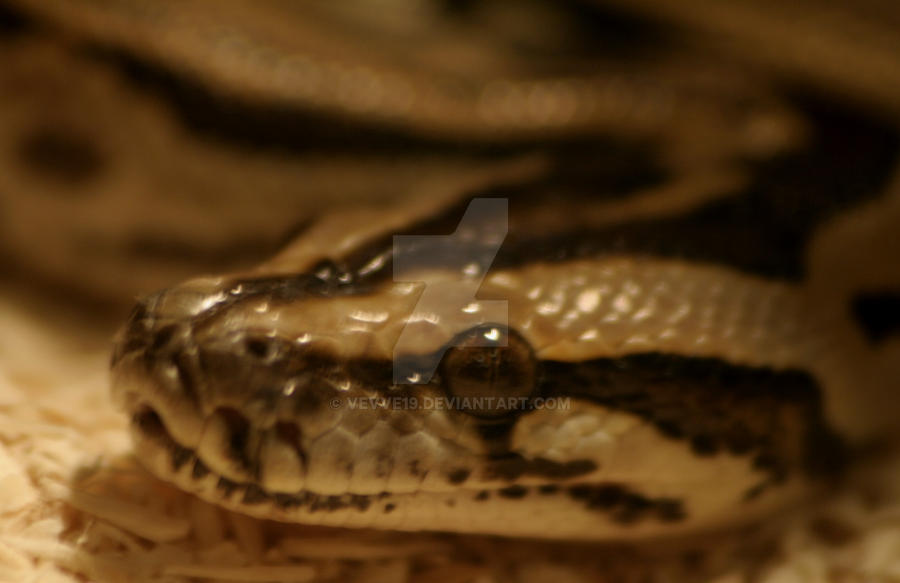 Snake by Vevve19 on DeviantArt
