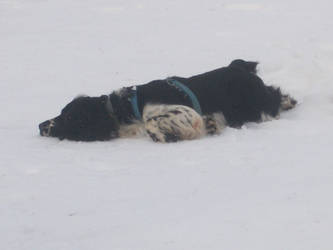 Jake- Enjoying the Snow