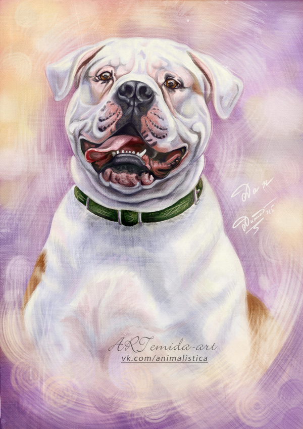 Dan the american bulldog