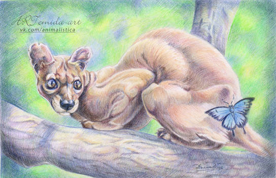 Fossa