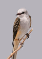 2019 Scissor-tailed Flycatcher study by Tearup