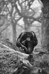 Lonely chimpanzee