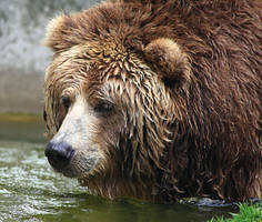 wet bear