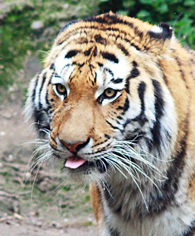 Tiger tongue