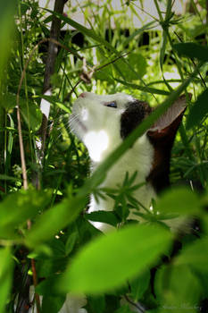 busy in the bushes