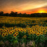 Sunflower Sunset