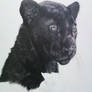 Panther drawing2