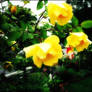 Glowing Roses In The Rain