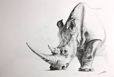 Dessin rhinoceros