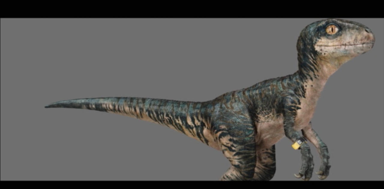 Baby velociraptor Echo jurassic world by 3383383563 on DeviantArt