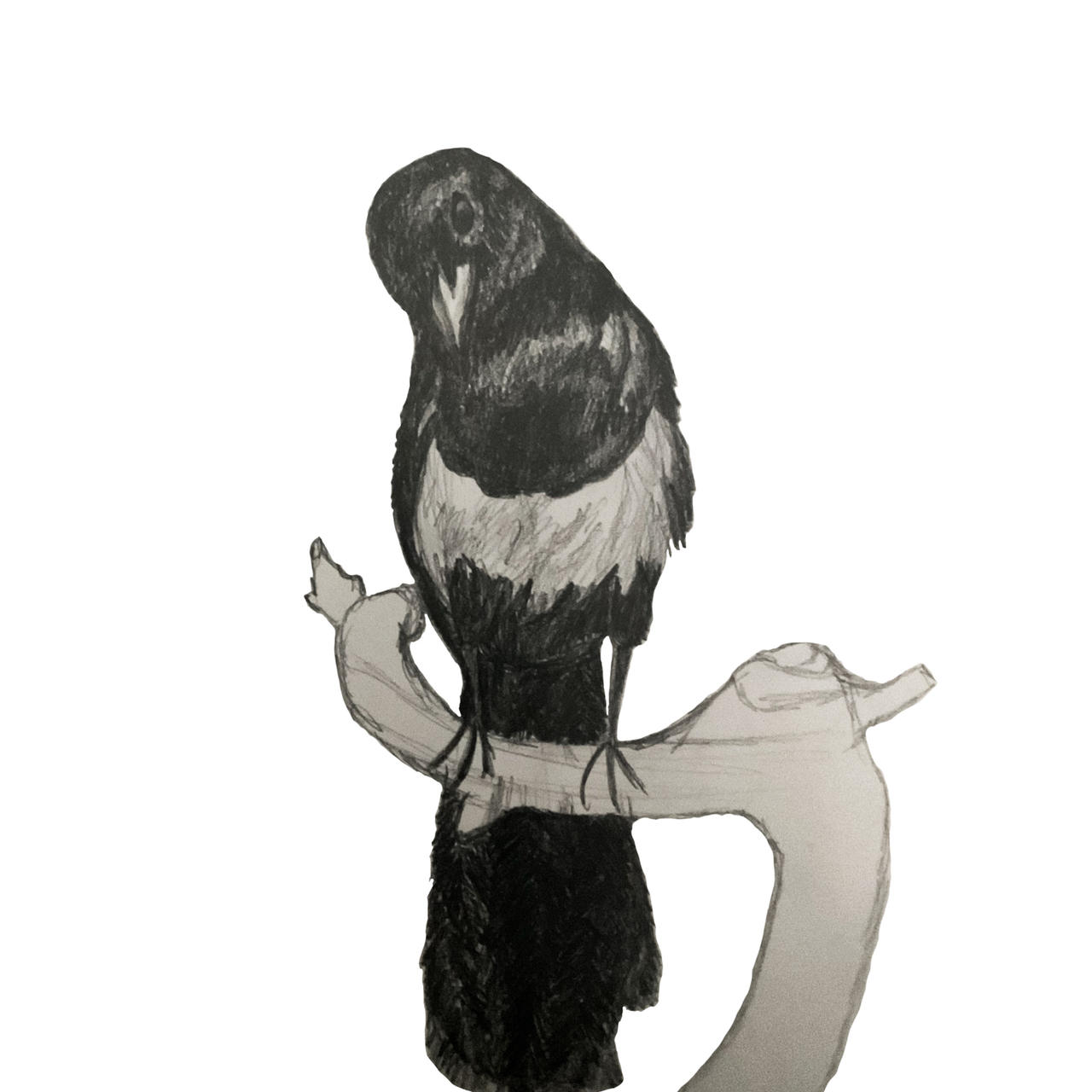 Magpie Pencil Drawing by KayArtandPencils on DeviantArt