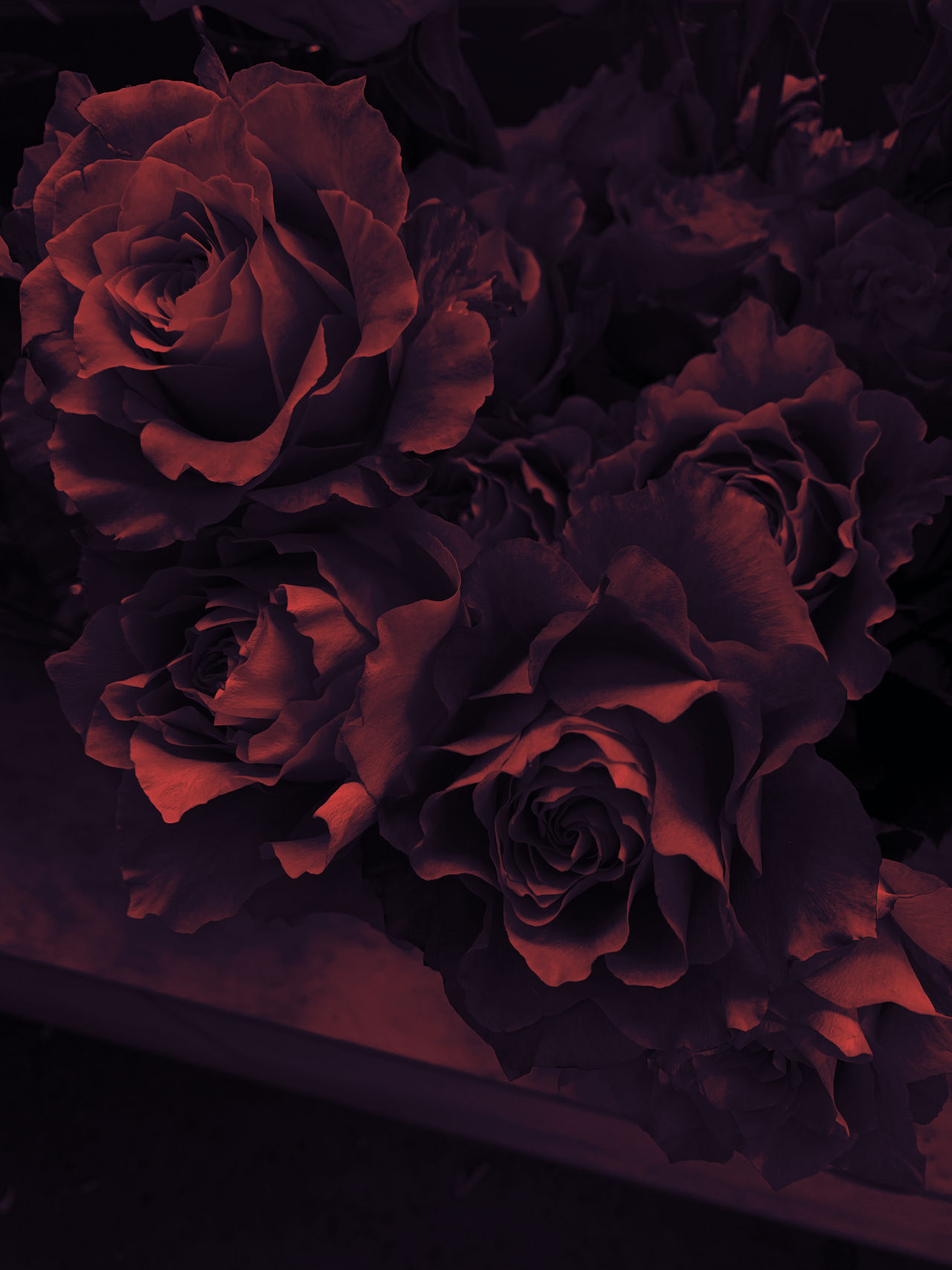 Dark Roses by KayArtandPencils on DeviantArt