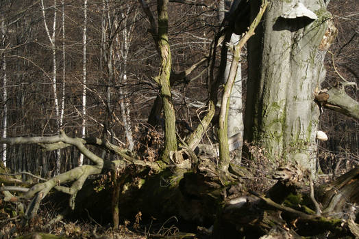 Beech tree nationalpark