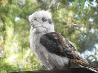 Quizzical Kookaburra