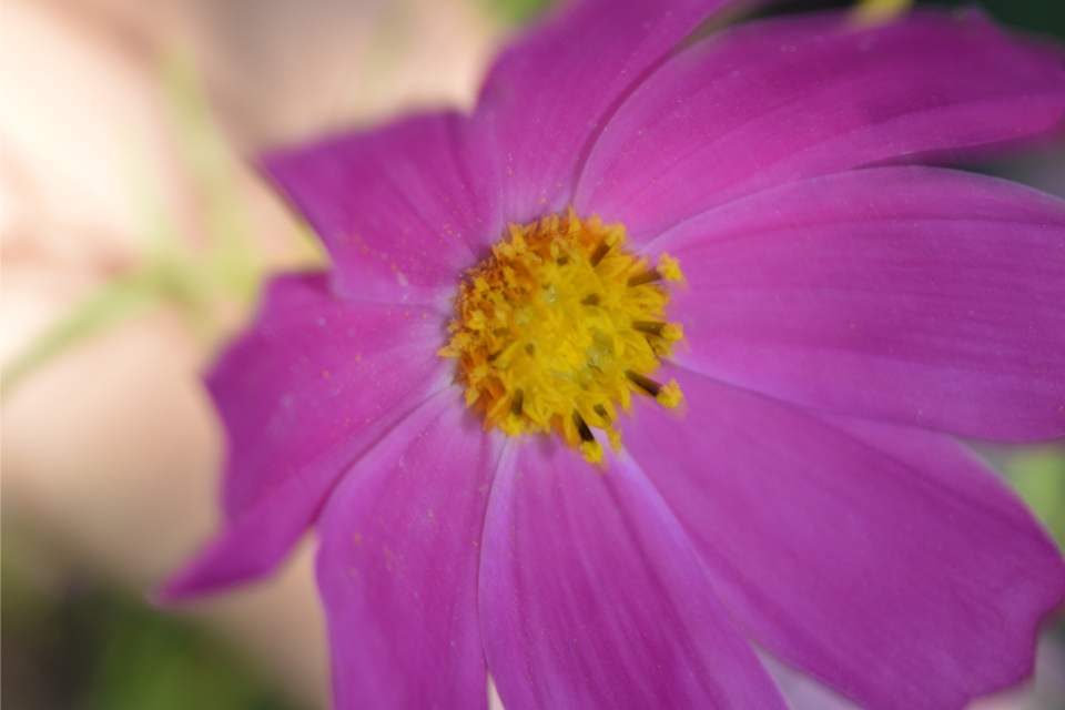 Flower macro photo