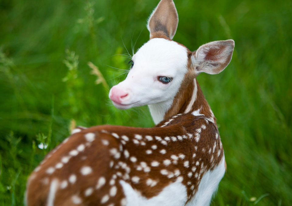 Skewbald fawn