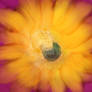 Where the Sun Lives Golden Cactus Heart
