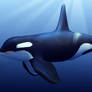 Killer Whale:blender