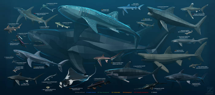 Shark week 2022 size chart and poster