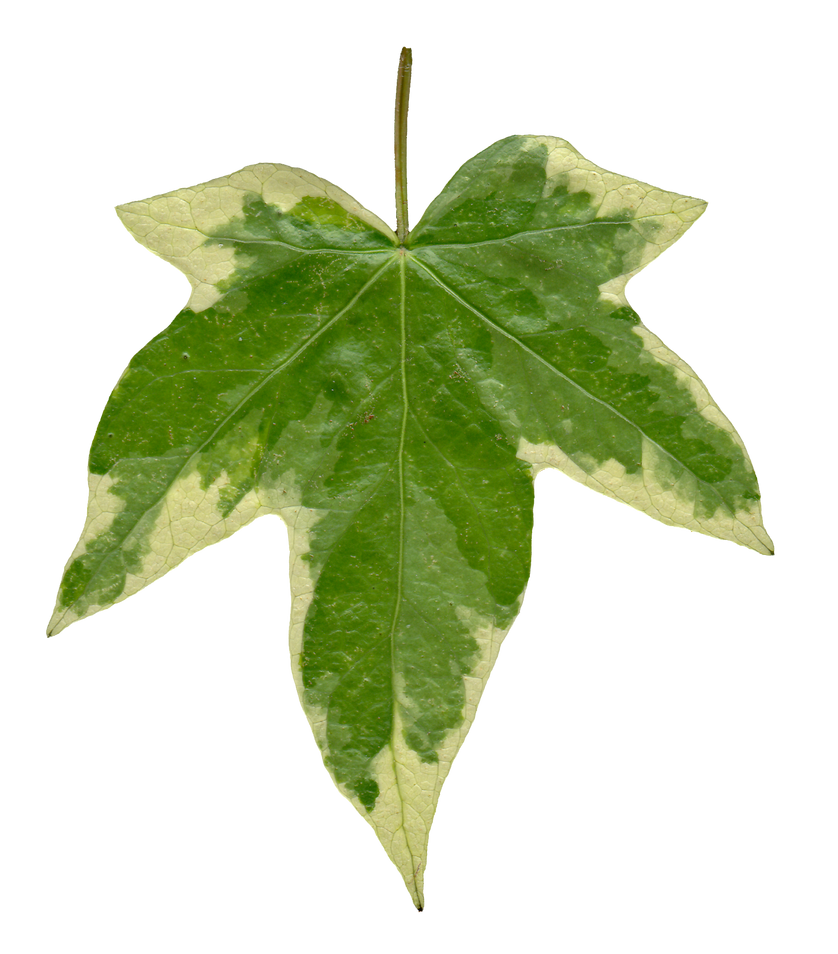 Ivy leaf front texture by hhh316 on DeviantArt