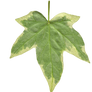 Ivy leaf back texture