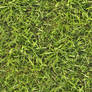 Seamless grass texture