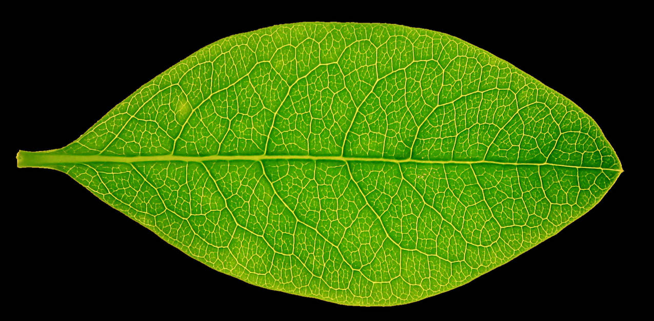 High res leaf texture by hhh316 on DeviantArt