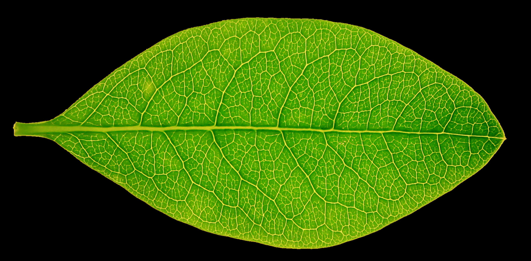 Leaf Patterns High Resolution High res leaf texture by hhh316 on DeviantArt