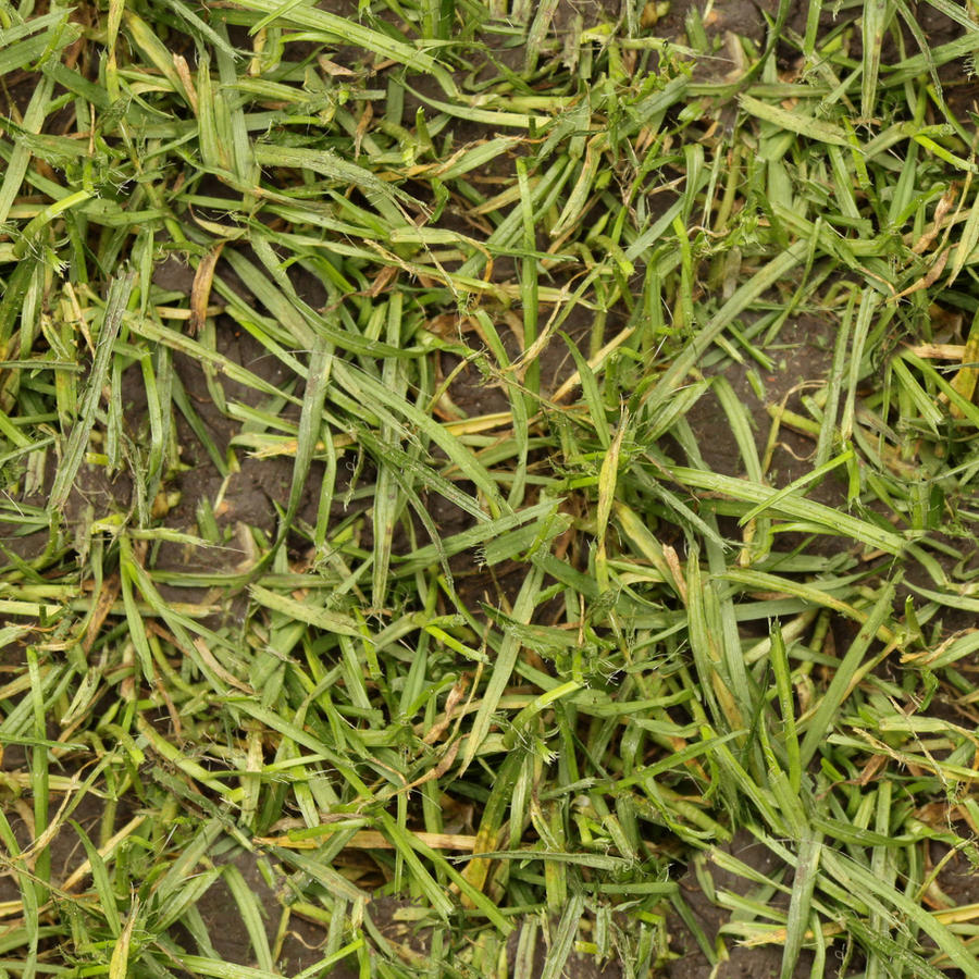 Seamless wet grass texture