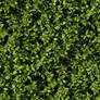 Seamless tileable hedge grass texture