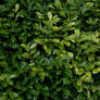Plant hedge bush leaf leaves texture