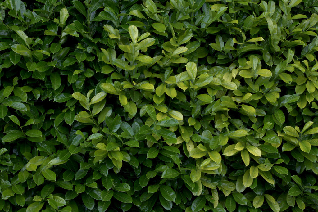 Texture Tanaman Plant hedge bush leaf leaves texture by hhh316 on DeviantArt