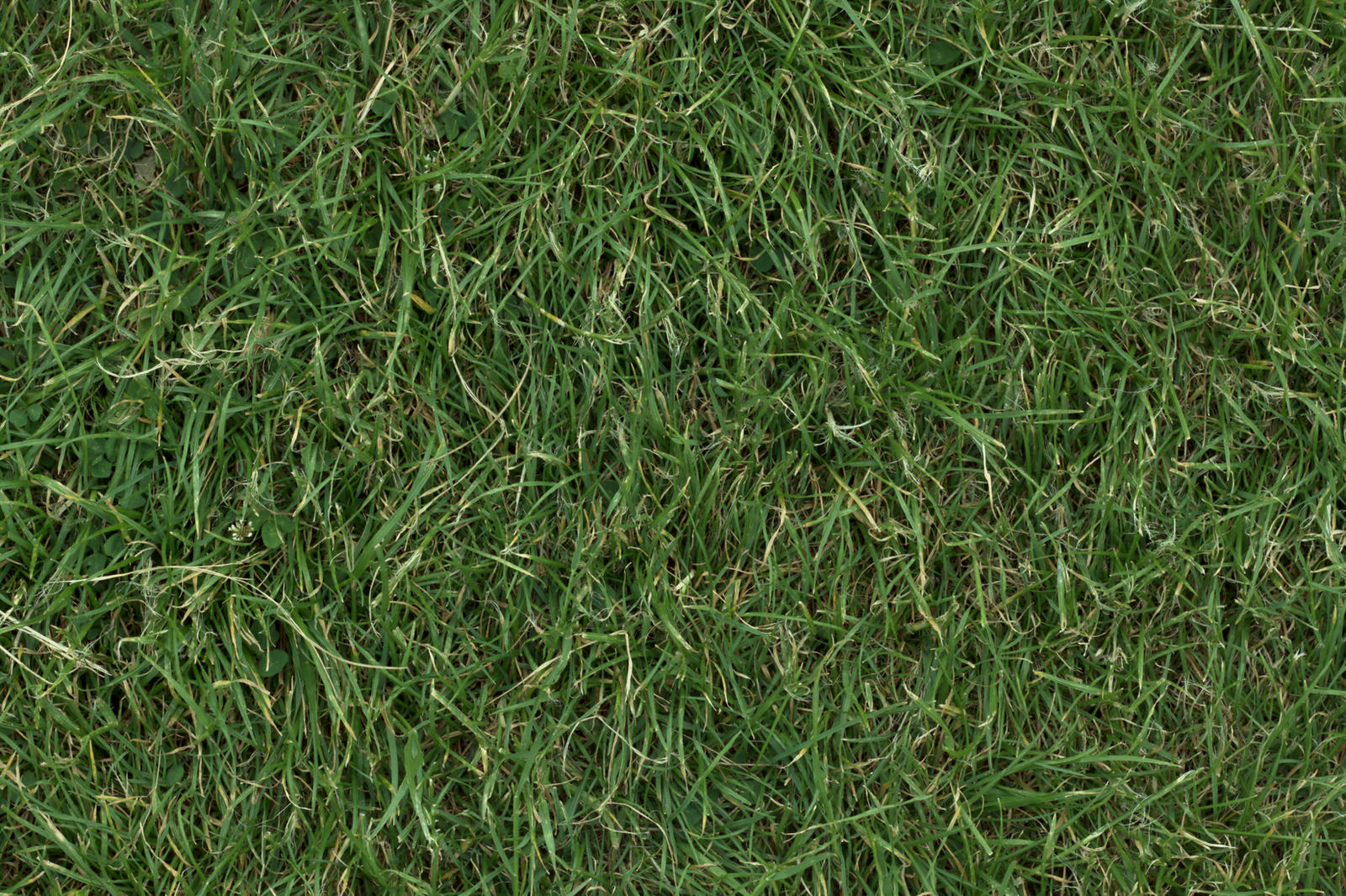 (GRASS 3) turf lawn green ground field texture