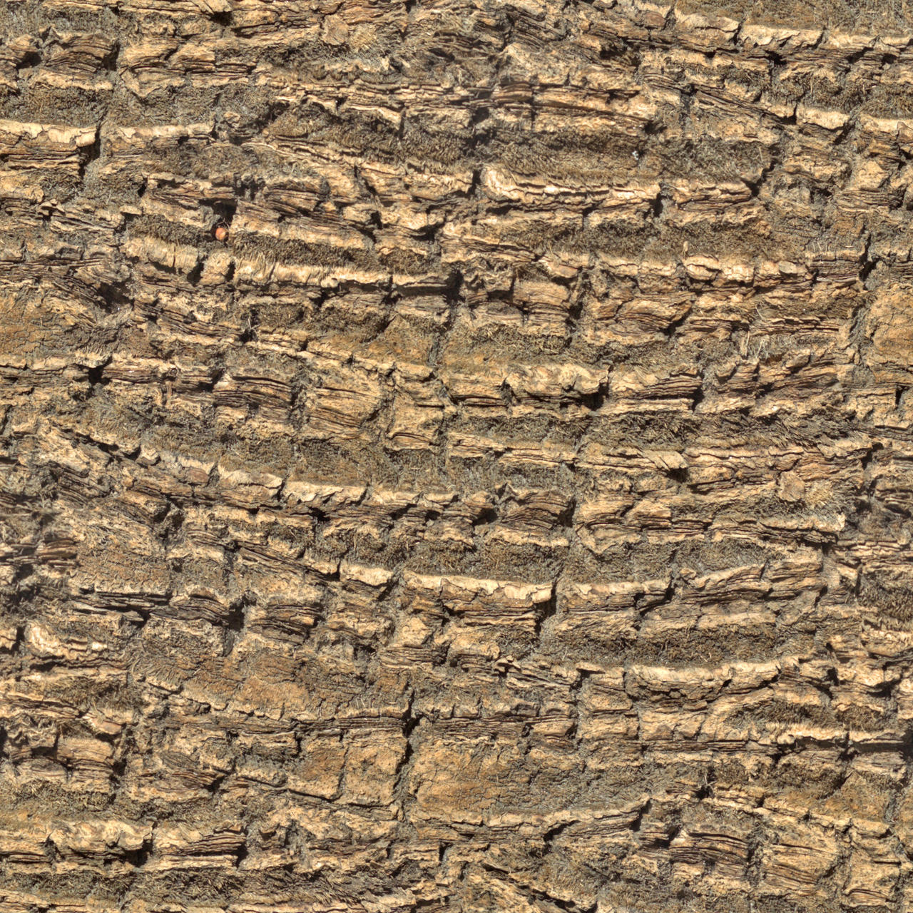 Tree bark palm tree seamless texture 2048x2048