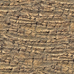 Tree bark palm tree seamless texture 2048x2048