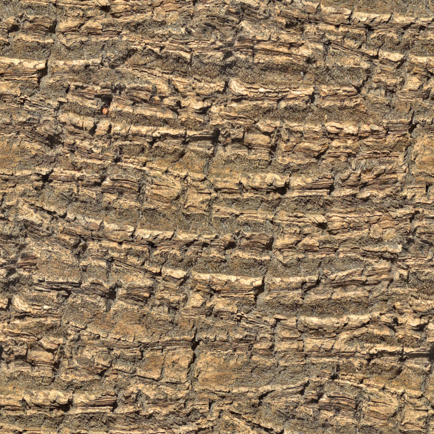 Tree Trunk Texture Seamless