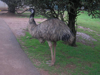 Being an Emu