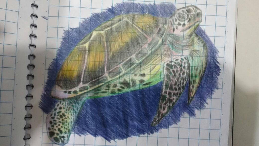 Color Pencil Turtle Turtle- color pencil by jpgamer1 on DeviantArt