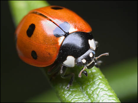 ladybug