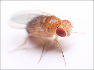 fruit fly