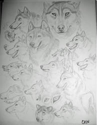 Siberian Husky Sketches