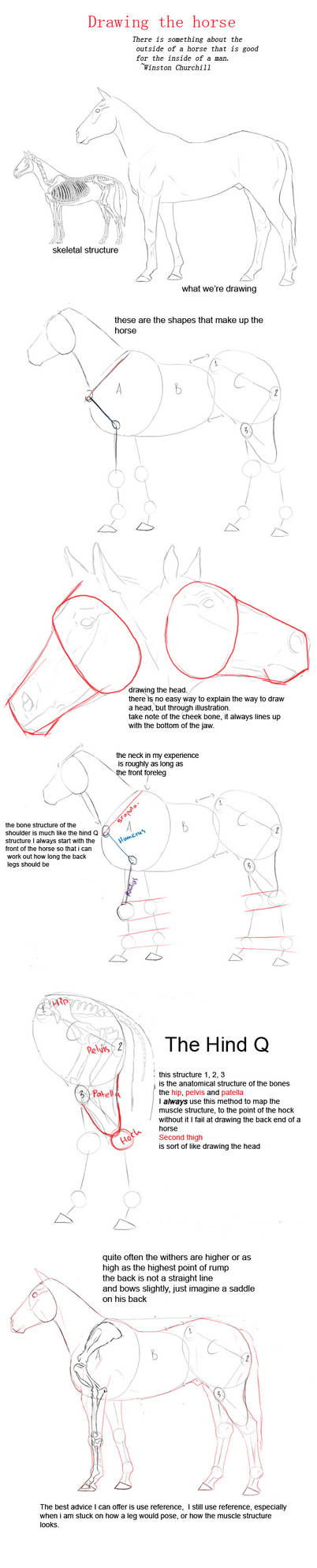 drawing a horse