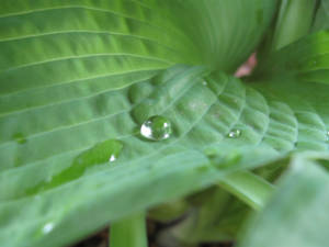 Raindrop