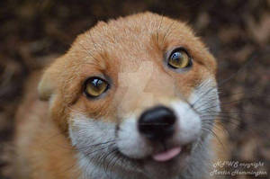 Cute fox.
