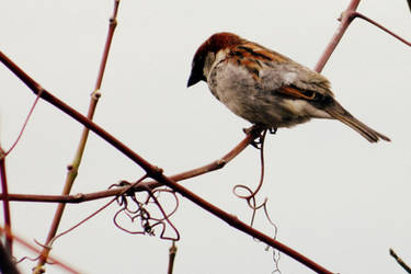 House Sparrow