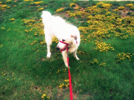 Frolic amongst the flowers...