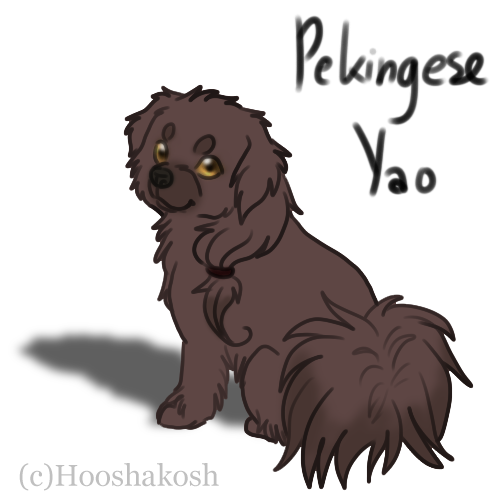 Pekingese!Yao