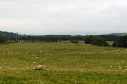 The Sheep of Scotland